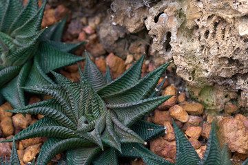 a xerophyte, called Zebra Fasciata Haworthia, a plant with stripes like a zebra. Cultivating on the soil In the glass house to achieve a constant temperature suitable for growth.