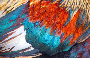 Fototapeta premium Rooster