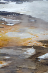 Norris geyser basin