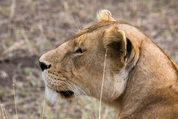 Löwin in der Savanne