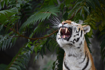 Close up portrait of Siberian Amur tiger