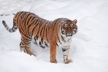 Fototapeta na wymiar Siberian tiger standing in white winter snow