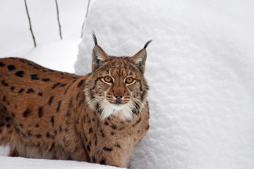 Close up portrait of Eurasian lynx in winter snow © breakingthewalls