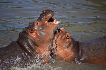 Couple of hippos swim and play in water