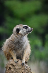 Naklejka na ściany i meble Close up portrait of meerkat looking away