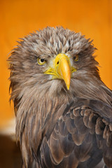 Close up front portrait of white tailed eagle