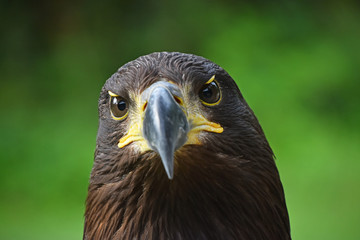 Close up front portrait of Golden eagle on green