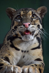 Close up portrait of clouded leopard