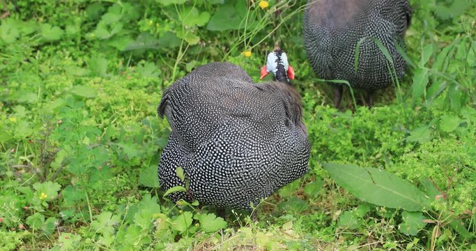 Domesticated guinea fowls feeding