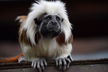 Cotton top tamarin sitting on rooftop