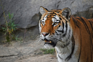 Close up profile portrait of Siberian Amur tiger