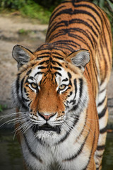 Close up front portrait of Siberian Amur tiger