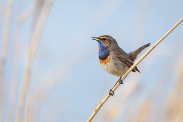 Bluethroat in natural environment