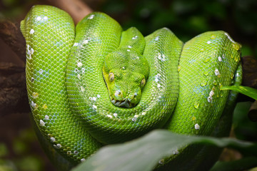 Green tree python (Morelia viridis) close up