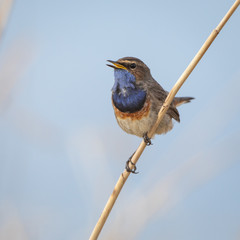 Bluethroat in natural environment