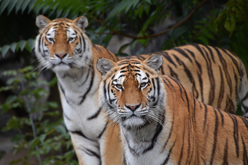 Naklejka premium Close up portrait of two Amur tigers
