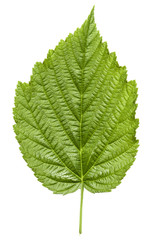 Raspberry leaves with drops of dew on white background