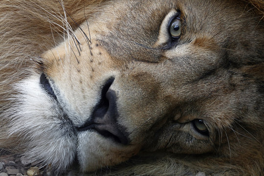 Lion Close Up Images – Browse 20,382 Stock Photos, Vectors, and Video |  Adobe Stock
