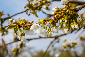 cherry blossom - Kirschblüte 