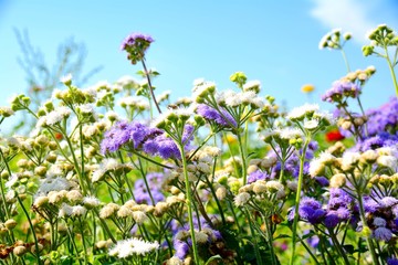 Fototapeta premium Blumenwiese bunt