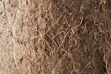 raw coconut close-up