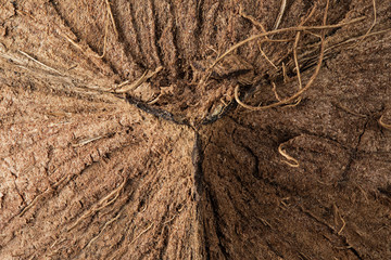 raw coconut close-up