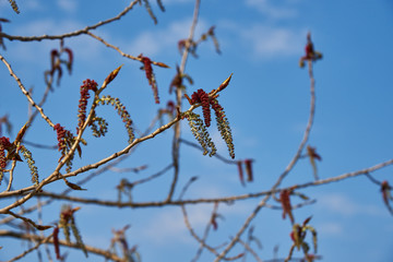 Male poplar flowers against the blue sky in early spring