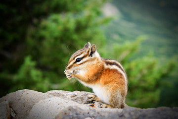 Chipmunck