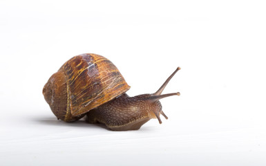 Snail isolated on a white background
