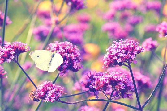 Blumenwiese mit Schmetterling