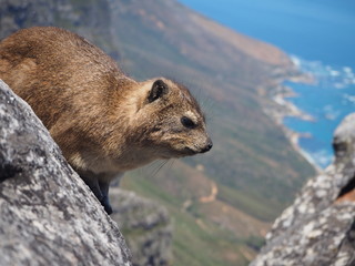 ケープハイラックス
