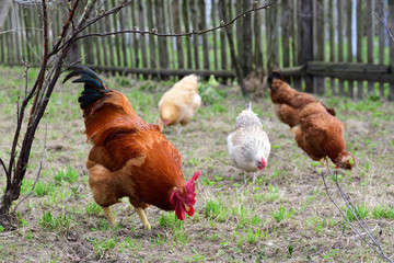 Hens and rooster