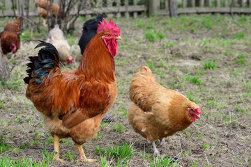 Hens and rooster