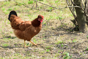 Hen in the meadow