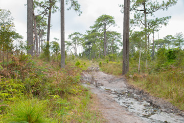 wild paths in the forest