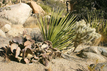 Joshua Tree Landscape Yucca Brevifolia Mojave Desert Joshua Tree National Park California