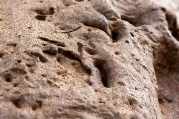 Oberflächentextur der Rinde des Baobab-Baumes