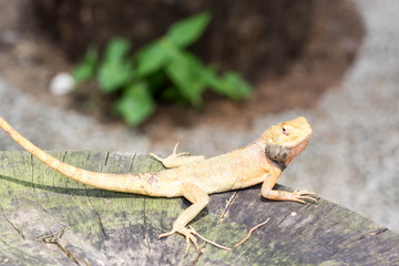 Naklejka na ściany i meble macro shot close up shot of chameleon on a tree trunk
