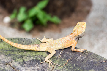 macro shot close up shot of chameleon on a tree trunk. Super focus shot of chameleon while changing its color