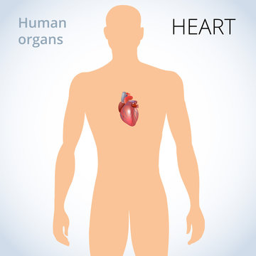 the location of the heart in the body, the human circulatory system