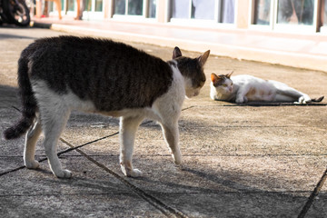Street cat isolate on background,front view from the top, technical cost-up.