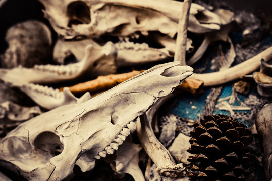 Pinecones and Animal Bones