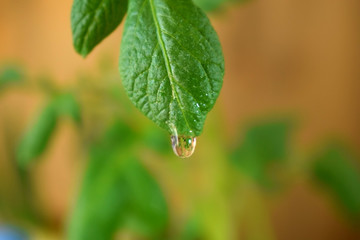 A leaf of potato top with a water drop on it