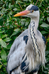 Grey heron, Kyoto, Japan