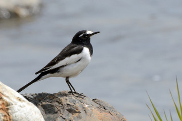 Japanese wagtail, Kyoto, Japan