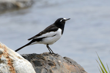 Japanese wagtail, Kyoto, Japan