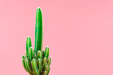 Groene cactus minimale stillevenstijl tegen pastelroze achtergrond.