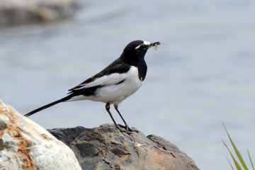 Japanese wagtail, Kyoto, Japan