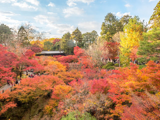 Fototapeta premium Colorful leaves with Japanese pavilion