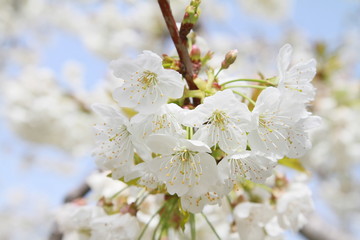 fleurs de cerisiers 2018